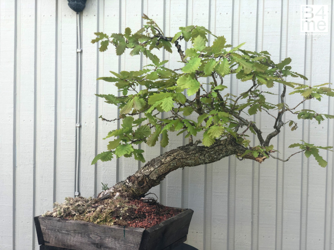oak bonsai